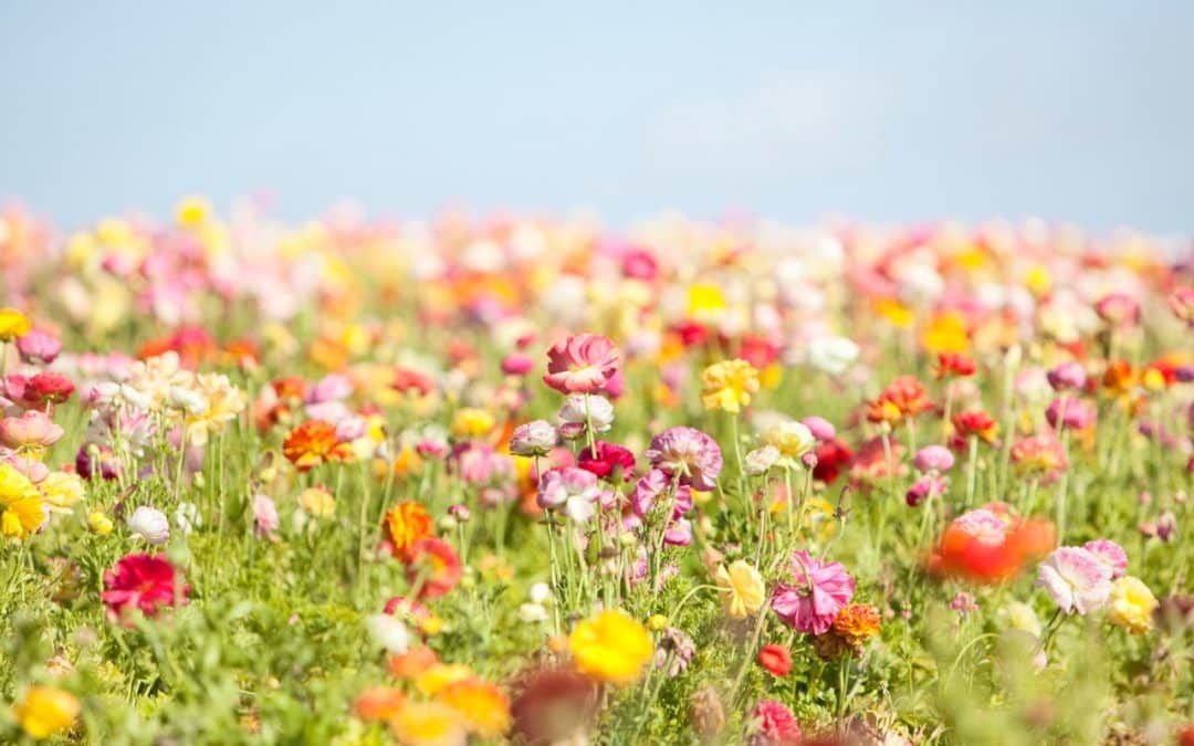 Blount Heating and Cooling’s Tips for Spring HVAC Maintenance in Athens, GA