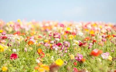 Blount Heating and Cooling’s Tips for Spring HVAC Maintenance in Athens, GA